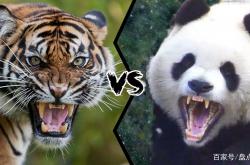 关于新疆飞虎对阵深圳马可波罗，谁能笑到最后？的信息